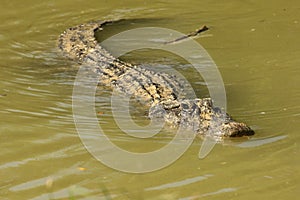 American alligator Alligator mississippiensis having a rest in the water.
