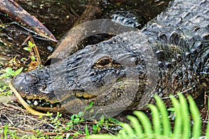 American alligator Alligator mississippiensis head closeup, lying in pond, captive animal - Florida, USA