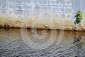 American alligator (Alligator mississippiensis) head raised above water