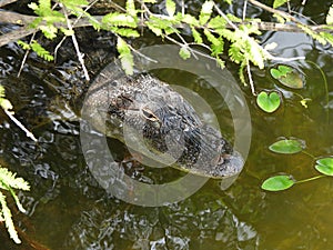 American Alligator (Alligator mississippiensis) - headshot.