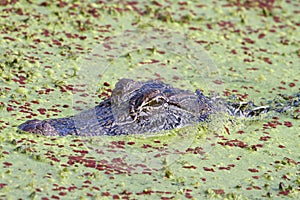 American alligator (Alligator mississippiensis), hiding in the swamp covered with duckweed