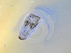 American Alligator (Alligator mississippiensis) - high angle view