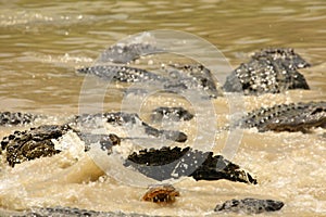 American alligator Alligator mississippiensis hunting and eating in the river.