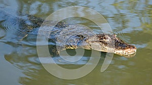 American alligator (Alligator mississippiensis), large crocodilian