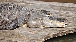 American alligator (Alligator mississippiensis), large crocodilian