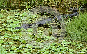 A american alligator alligator mississippiensis in Largo, Florida