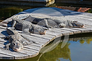 The American alligator - Alligator mississippiensis - lies on a wooden floor and basks in the sun