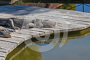 The American alligator - Alligator mississippiensis - lies on a wooden floor and basks in the sun