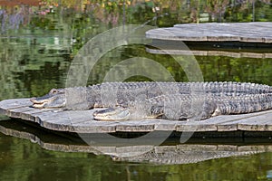 The American alligator - Alligator mississippiensis - lies on a wooden floor and basks in the sun