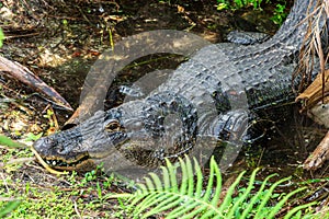 American alligator Alligator mississippiensis lying in pond, captive animal - Florida, USA