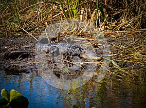 American alligator (Alligator mississippiensis) moving around on the muddy shore of a lake