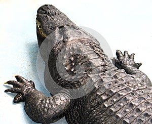 American alligator (Alligator mississippiensis) Muja