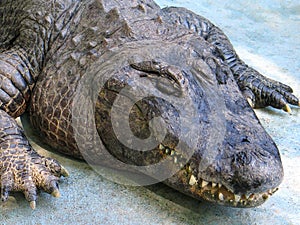 American alligator (Alligator mississippiensis) Muja