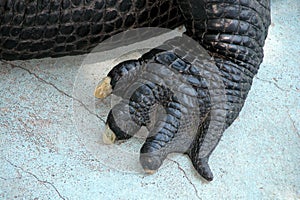 American alligator (Alligator mississippiensis) Muja