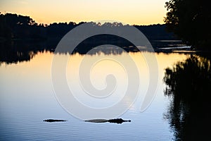 American alligator (Alligator mississippiensis) native to United States of America