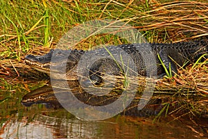 American Alligator, Alligator mississippiensis, NP Everglades, Florida, USA. Crocodile in the water. Crocodile head above water