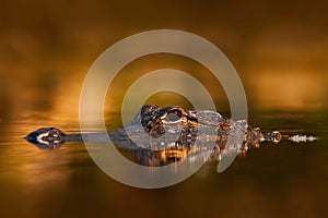 American Alligator, Alligator mississippiensis, NP Everglades, Florida, USA. Crocodile in the water. Crocodile head above water