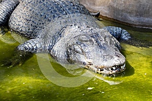 American alligator, Alligator mississippiensis, is one of the largest American crocodiles