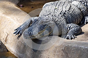 American alligator, Alligator mississippiensis, is one of the largest American crocodiles