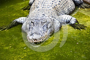American alligator, Alligator mississippiensis, is one of the largest American crocodiles