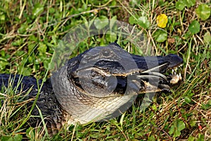 American Alligator, Alligator mississippiensis, with prey