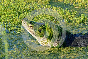 American alligator Alligator mississippiensis ready to ambush prey
