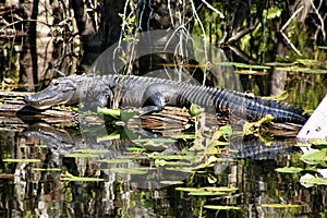 American Alligator (Alligator mississippiensis) rests on a log in a shallow body of water