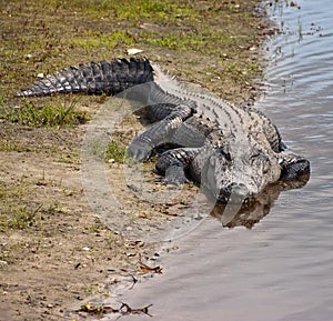 American Alligator Alligator mississippiensis on River Bank
