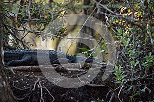 American alligator Alligator mississippiensis suns itself