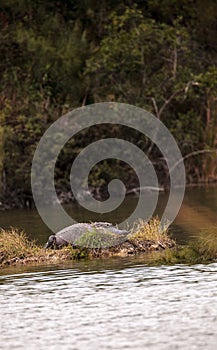 American alligator Alligator mississippiensis suns itself on a s