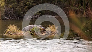 American alligator Alligator mississippiensis suns itself on a s