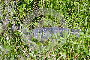 American alligator (Alligator mississippiensis) surrounded by lush vegetation