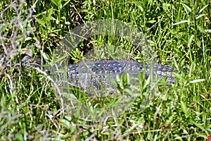 American alligator (Alligator mississippiensis) surrounded by lush vegetation