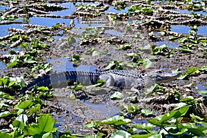 American alligator (Alligator mississippiensis) surrounded by small pools of water in wetland