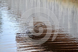 American alligator (Alligator mississippiensis) swimming across river