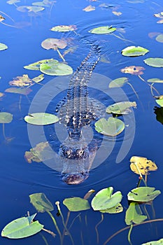 American Alligator - Alligator mississippiensis - swimming amidst spatterdock.
