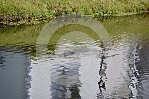 American alligator (Alligator mississippiensis) swimming next to grassy shoreline