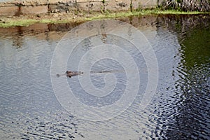 American alligator (Alligator mississippiensis) swimming in river