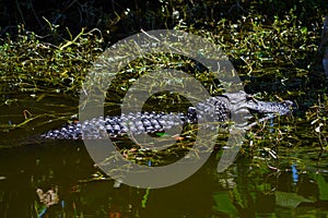 American Alligator ( alligator mississippiensis) swimming in the swamp.