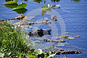 American alligator (Alligator mississippiensis) swimming in water next to wetland vegetation