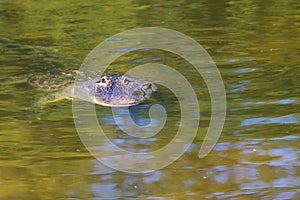 The American alligator - Alligator mississippiensis - swims in the water and has its head above the surface