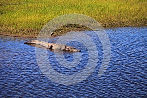 American Alligator also called Alligator mississippiensis