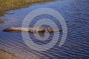 American Alligator also called Alligator mississippiensis