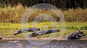 American Alligator also called Alligator mississippiensis