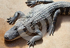American alligator in ambush