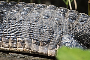 American Alligator anatomy profile showing scales and scutes on the hide