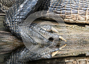 American Alligator anatomy profile showing webbed foot with scales and claws