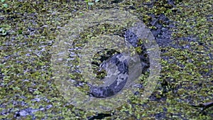 American alligator in Atchafalaya swamp in rain.