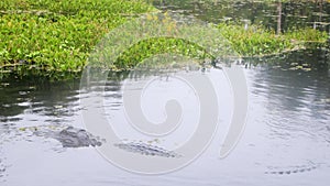 American alligator in Atchafalaya swamp in rain.