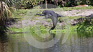 An American Alligator on the bank.